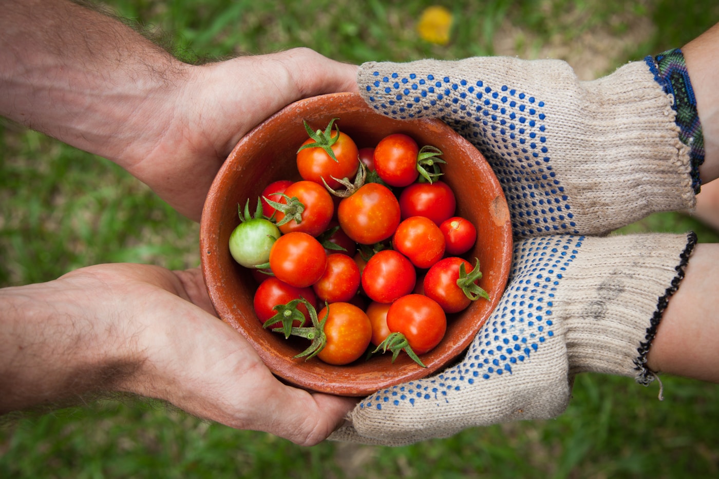 Fresh harvest